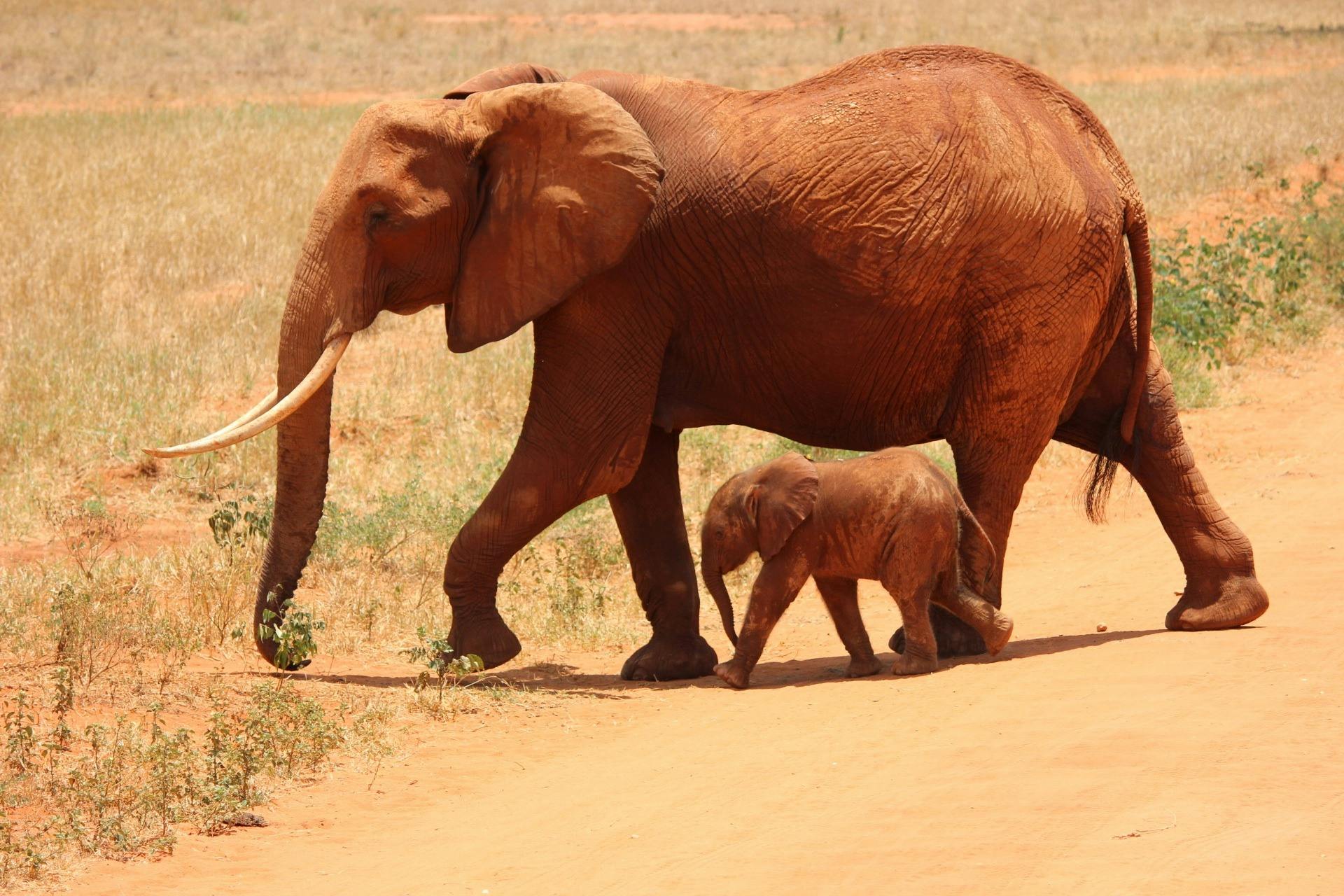 Discover Which Wildlife Packages Are Best For You?