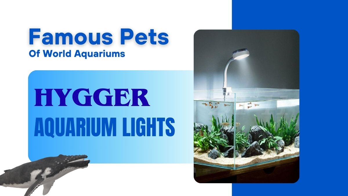 Hygger Aquarium Light in UAE – Famous Pets