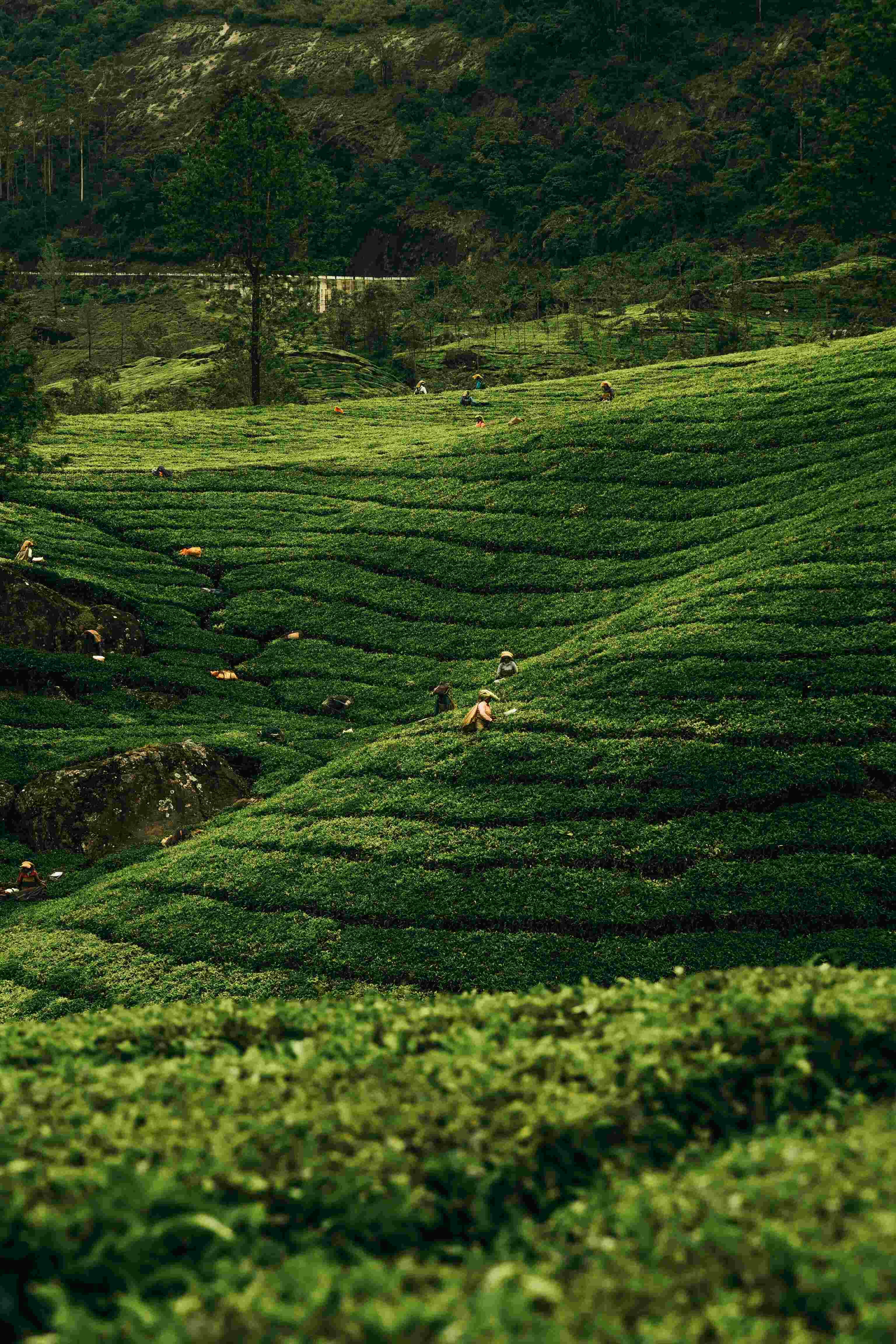 Kerala Tour Packages Explore Backwaters, Hills & Cultural Escapes | Travel Junky