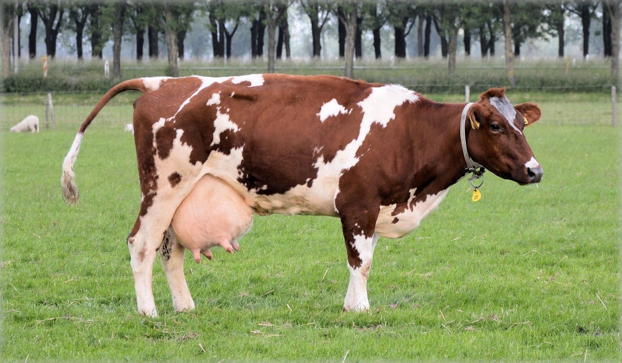 Fresh Milk UAE
